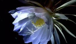 昙花一现的视频,瞬间绽放的美丽瞬间