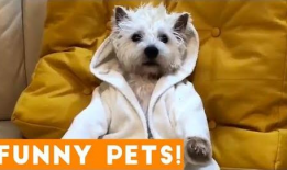 小狗的视频,小狗欢乐视频集锦